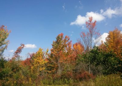 foliage Dailey 400x284 - Town Gallery