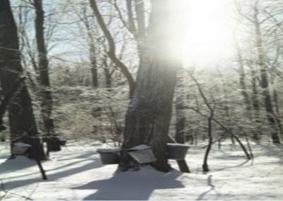 Fion MacCrea Jerry Snyders maple bush 2 400x284 - Town Gallery